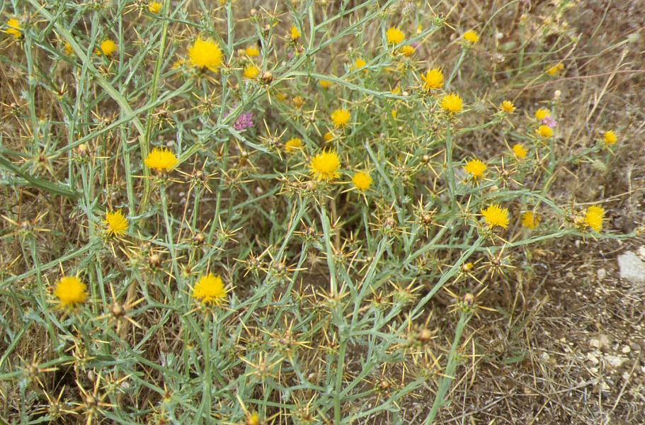 Cirsium arvense & Centaurea gialla